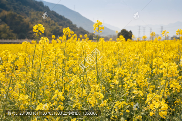 油菜花