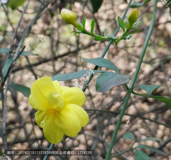 小黃花
