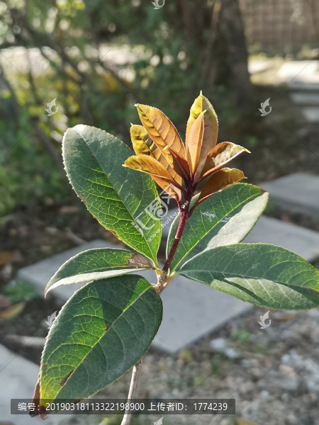 嫩芽