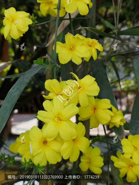小黃花