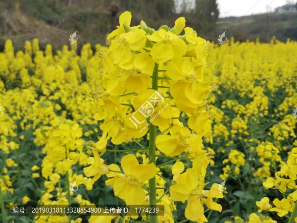 油菜花