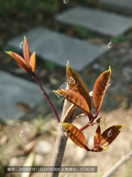 嫩芽