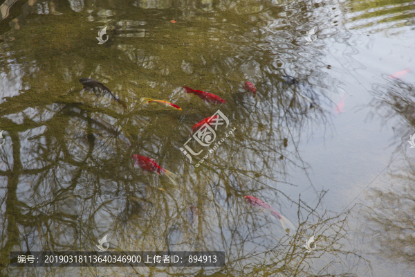 池中金魚(yú)