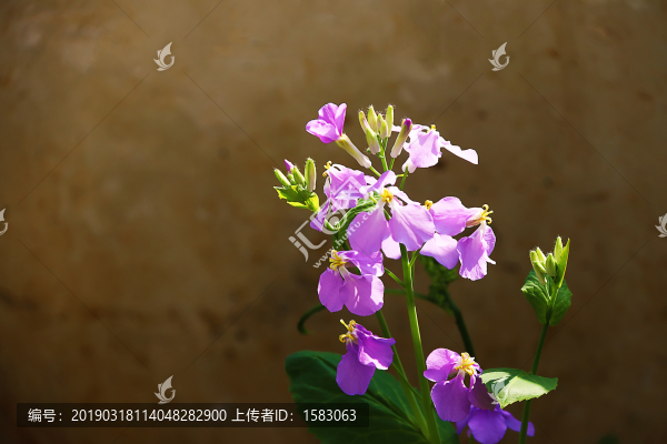 二月藍(lán)特寫