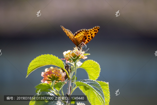 蝶戀花