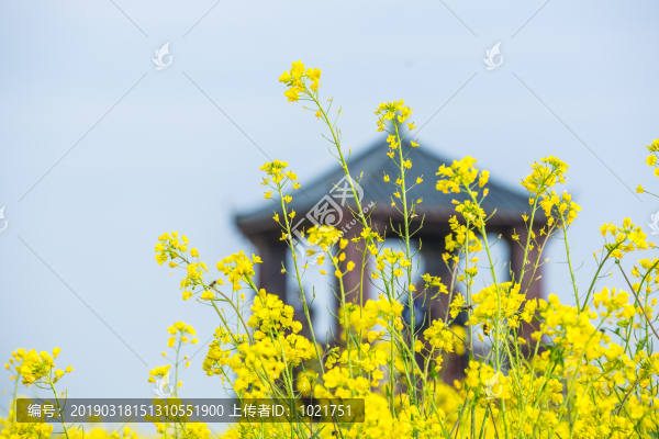 消泗油菜花