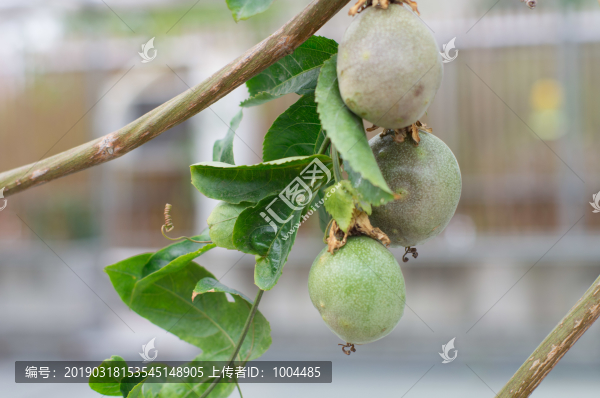 臺農(nóng)一號百香果