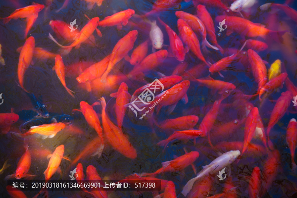 錦鯉