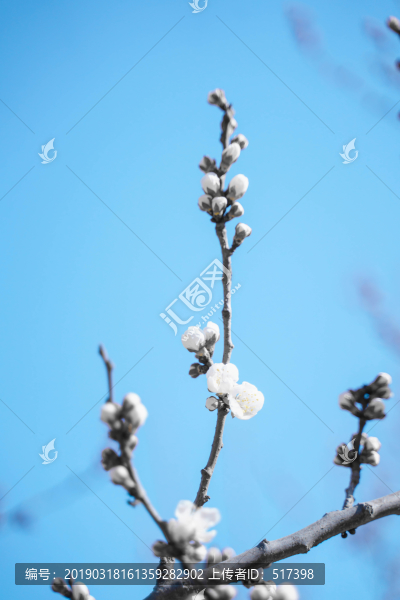 梨花