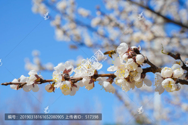 梨花