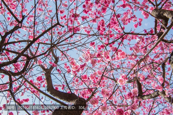 櫻花