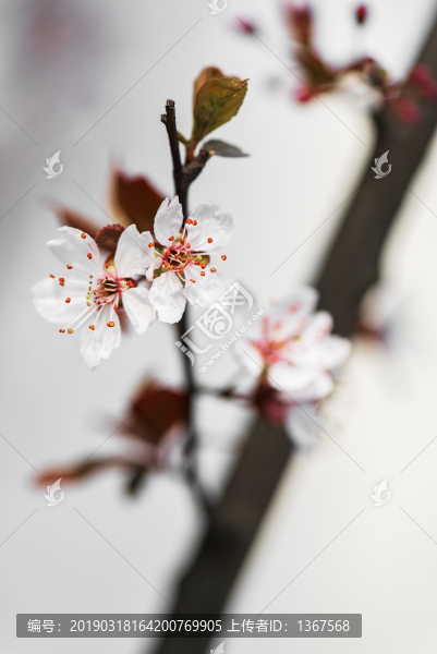 紫葉李