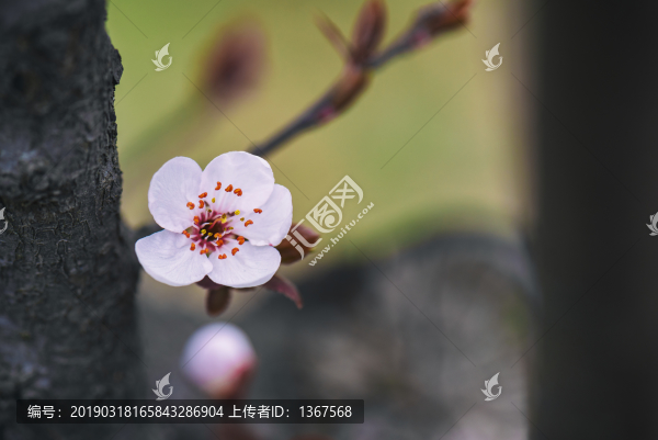 白色的花