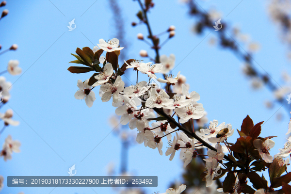 觀賞櫻花