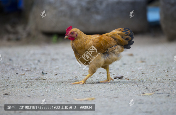 果園雞