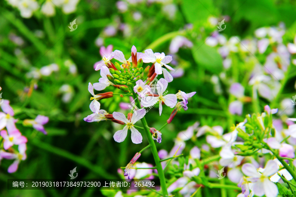 蘿卜花