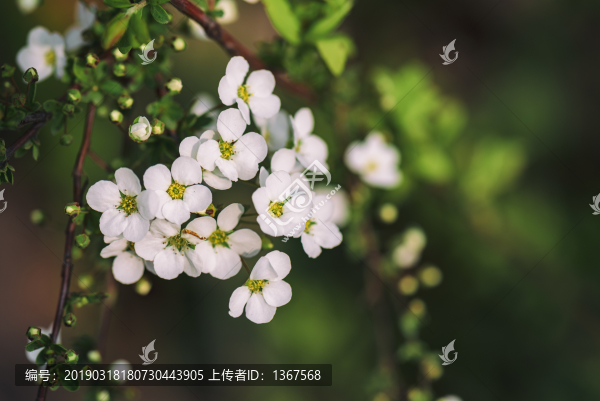 珍珠繡線菊
