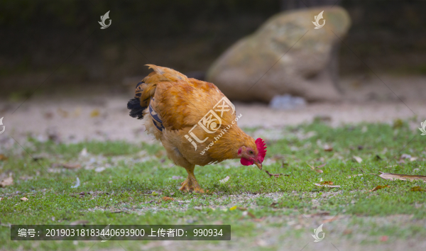 果園雞