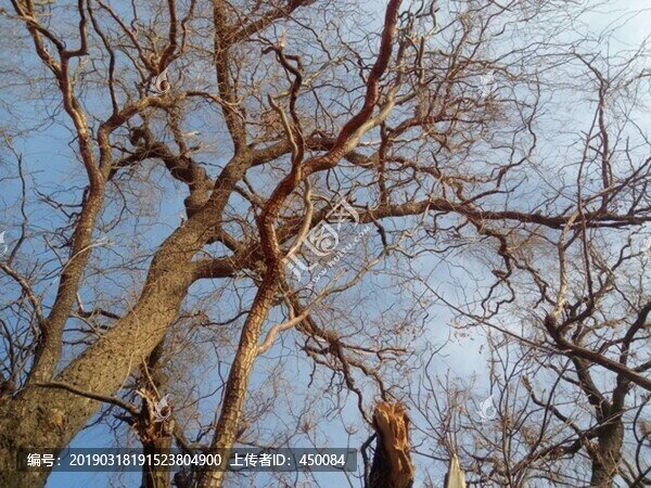 樹枝-匯圖網(wǎng) www.fosd68.com 樹枝