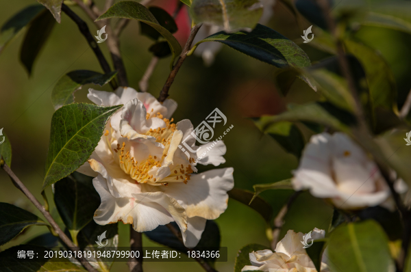 山茶花