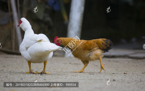 土雞