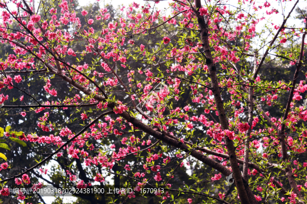 桃花