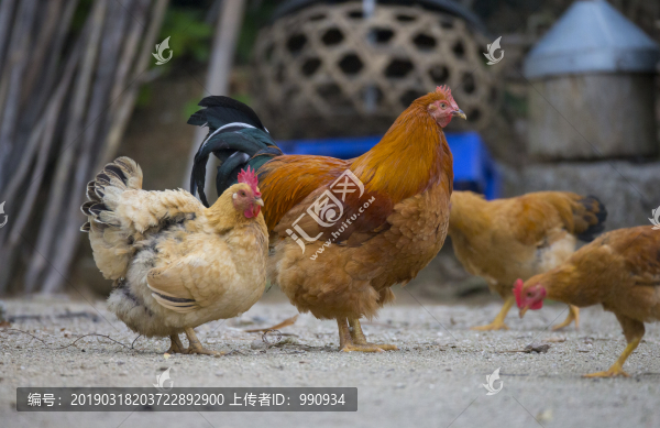 雞