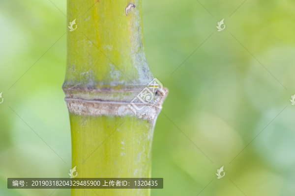 竹節(jié)
