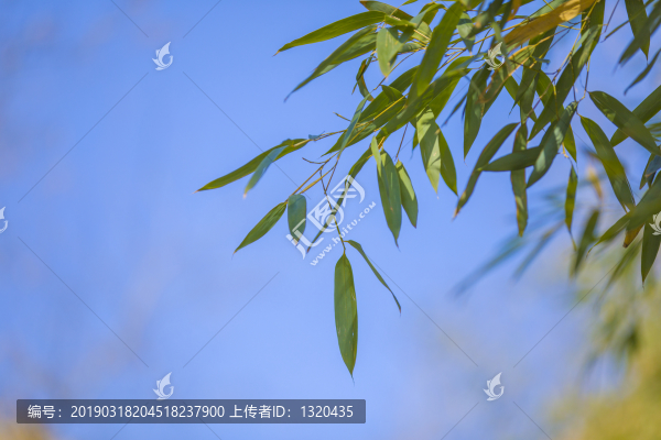 竹葉