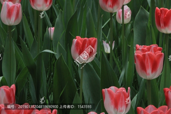 郁金香