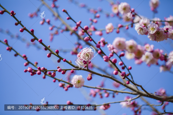 梅花