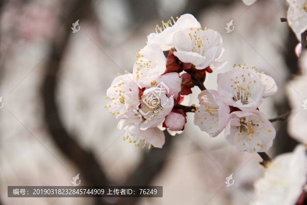 高清春天粉色杏花特寫(xiě)