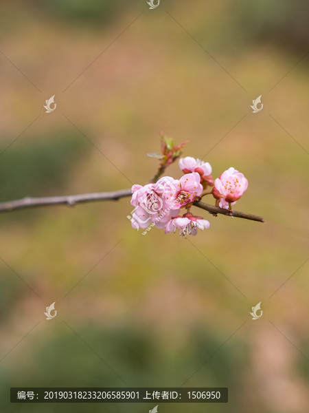 美人梅