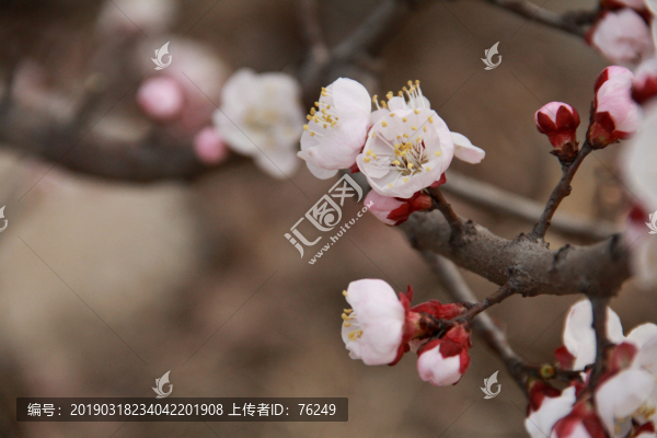 高清春天粉色杏花特寫