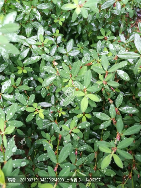 雨后的綠葉