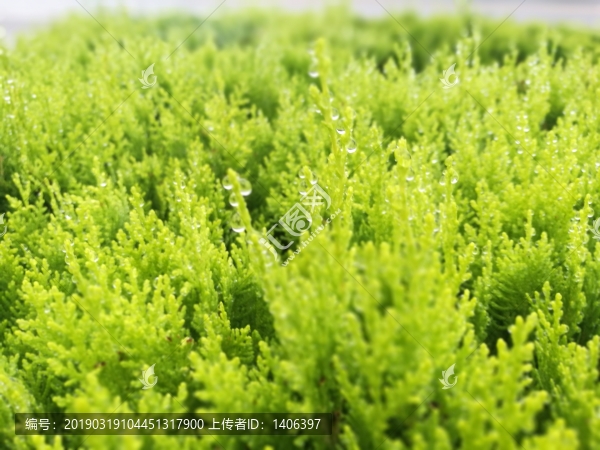 雨后的葉片
