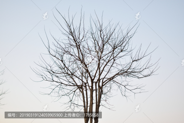 枯樹枝