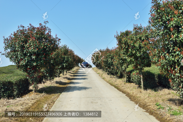 紅葉石楠