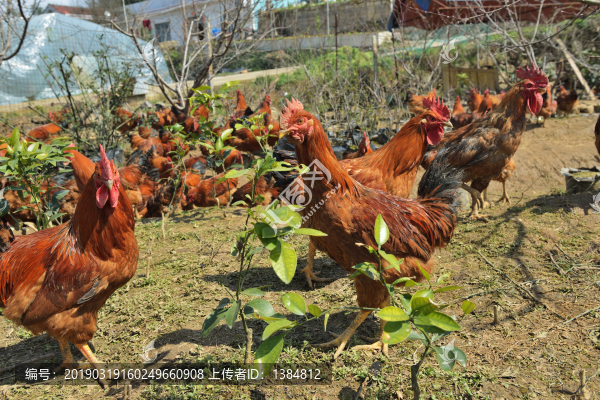散養(yǎng)雞