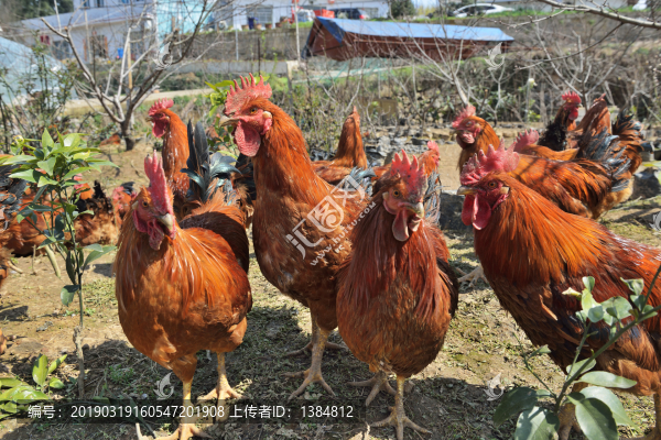 散養(yǎng)雞