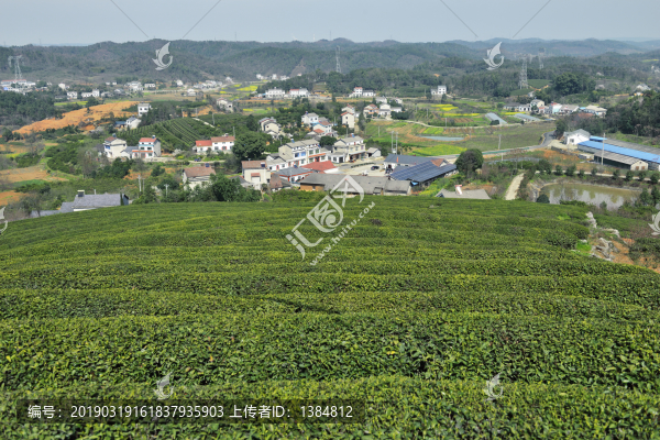 生態(tài)茶園