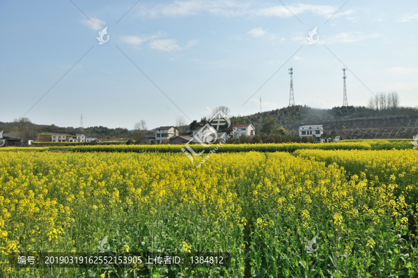 油菜花