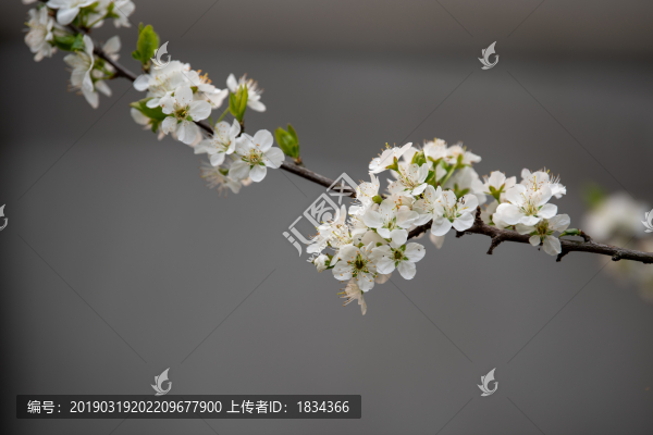 李子花