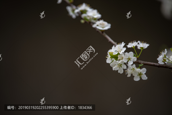 李子花