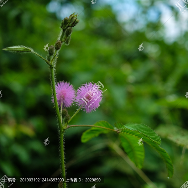 含羞草花