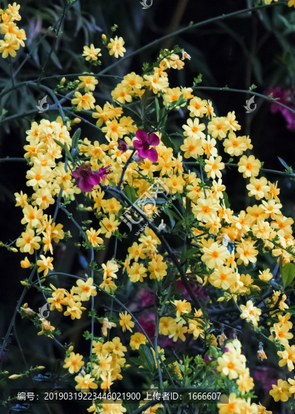 迎春花