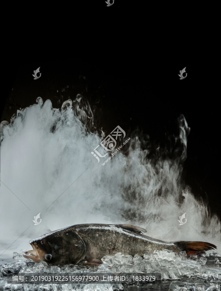 花鰱魚