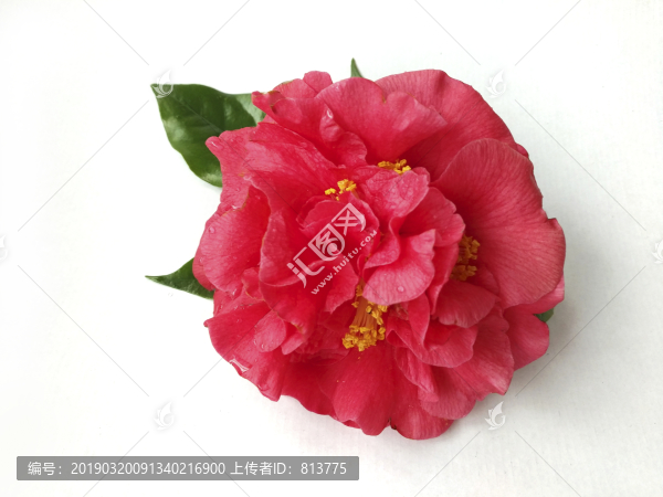 紅花綠葉
