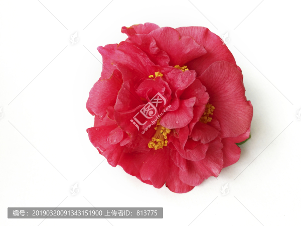 一朵大紅花