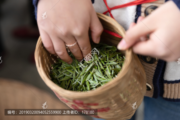 采茶